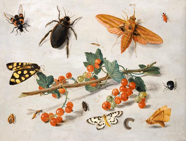 A sprig of redcurrants with an elephant hawk moth, a magpie moth and other insects, 1657 (oil on cop a the Elder Kessel Jan van