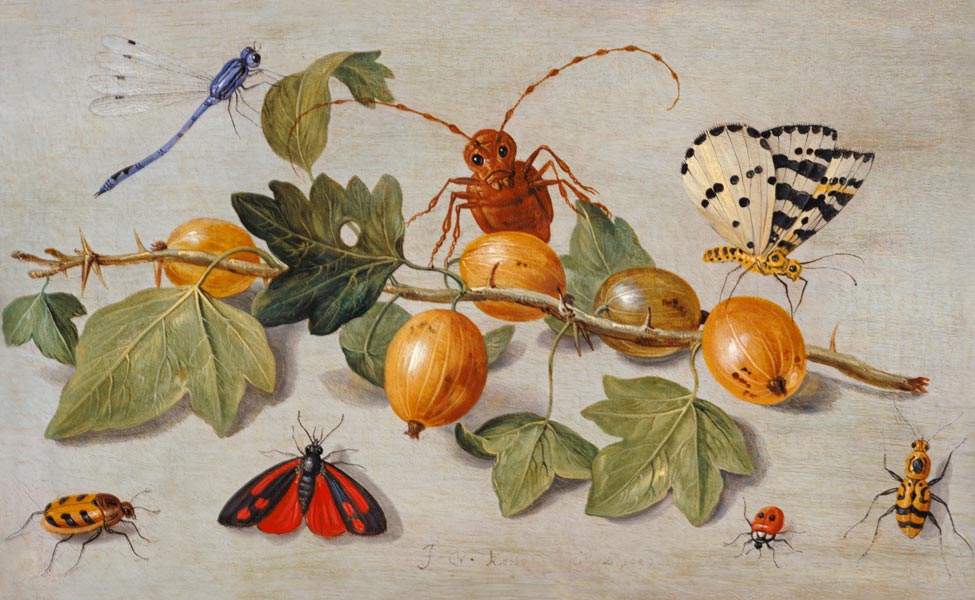 Still life of branch of gooseberries, with a butterfly, moth, damsel fly and other insects (oil on c a the Elder Kessel Jan van