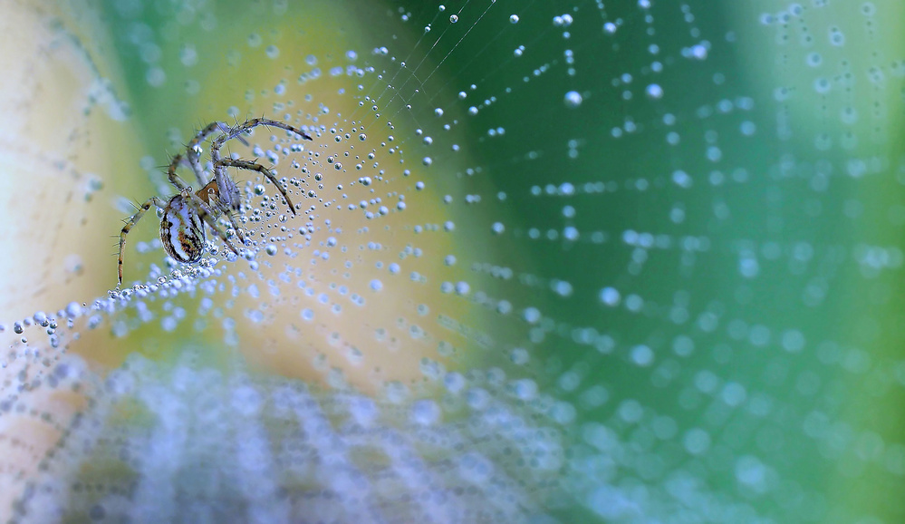 The universe in infinitely small... a Thierry Dufour