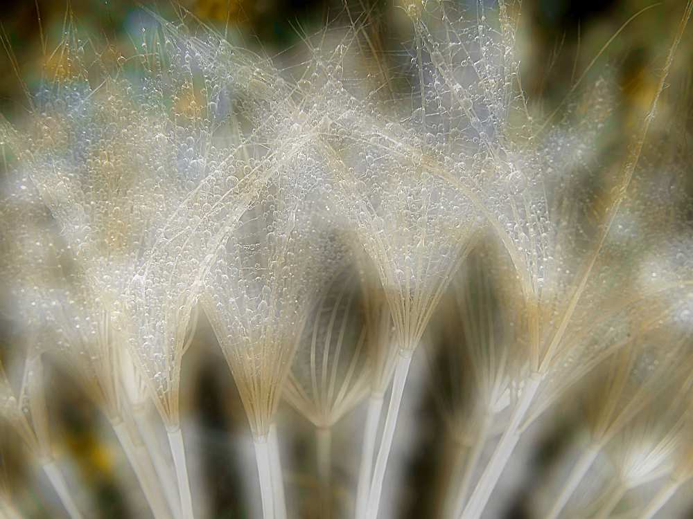 Fireworks nature... a Thierry Dufour