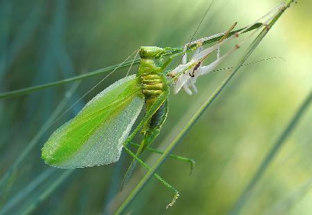 Birth of a green fairy...