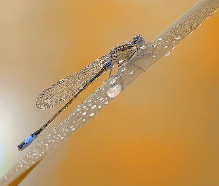 Autumn rain...