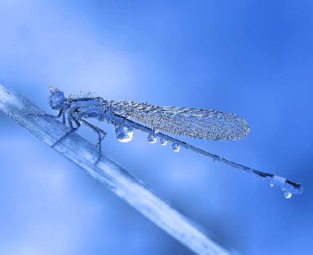 Transport of blue planets...