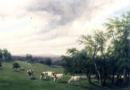Cattle Grazing in Parkland a Thomas Baker