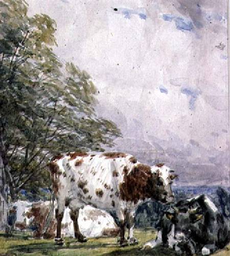 A Study of Cattle a Thomas Baker