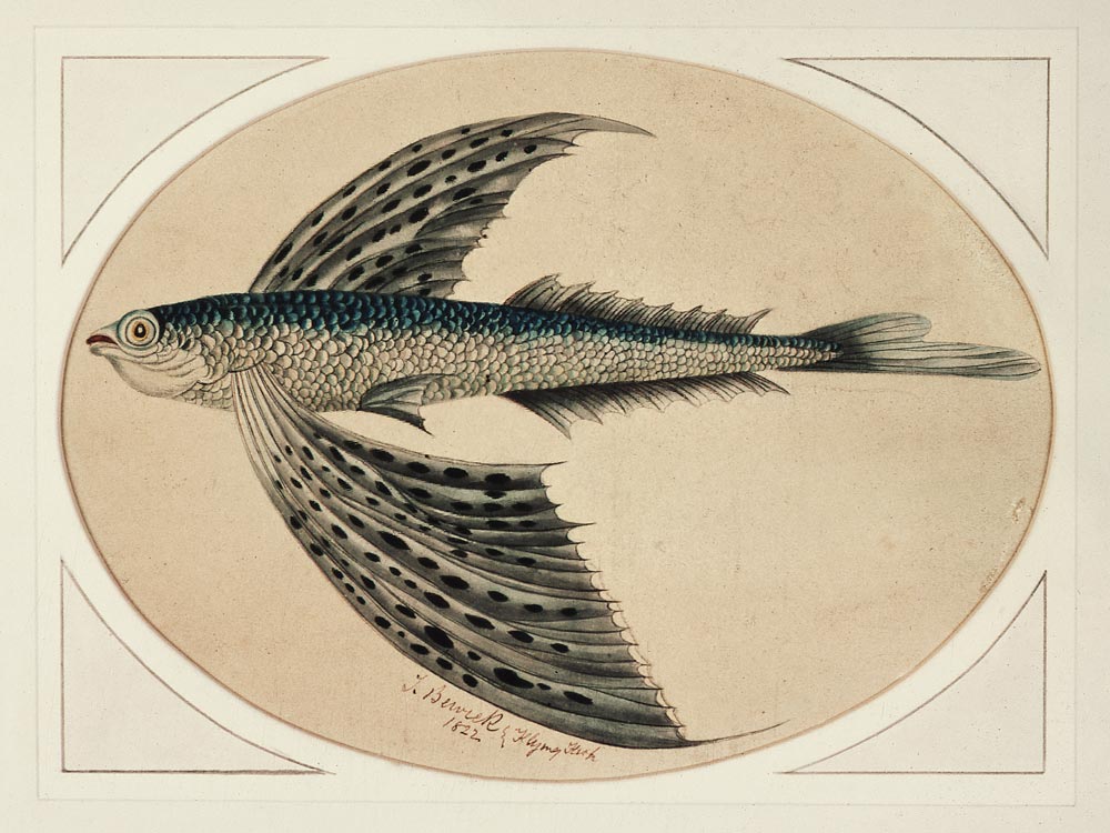 A Flying Fish a Thomas Bewick