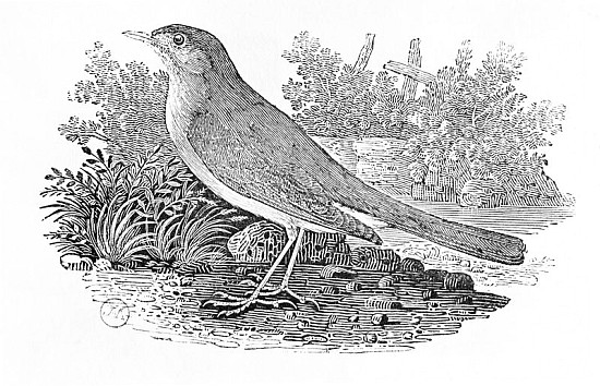 The Nightingale (Luscinia megarhynchos) from the ''History of British Birds'' Volume I, pub. 1797 a Thomas Bewick