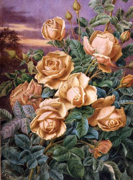 Yellow Roses a Thomas Frederick Collier