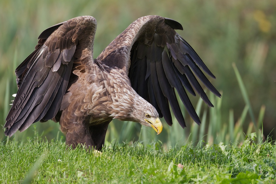 safe landing a Thomas Jensen