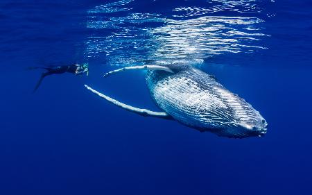 The Lady &amp; The Humpback