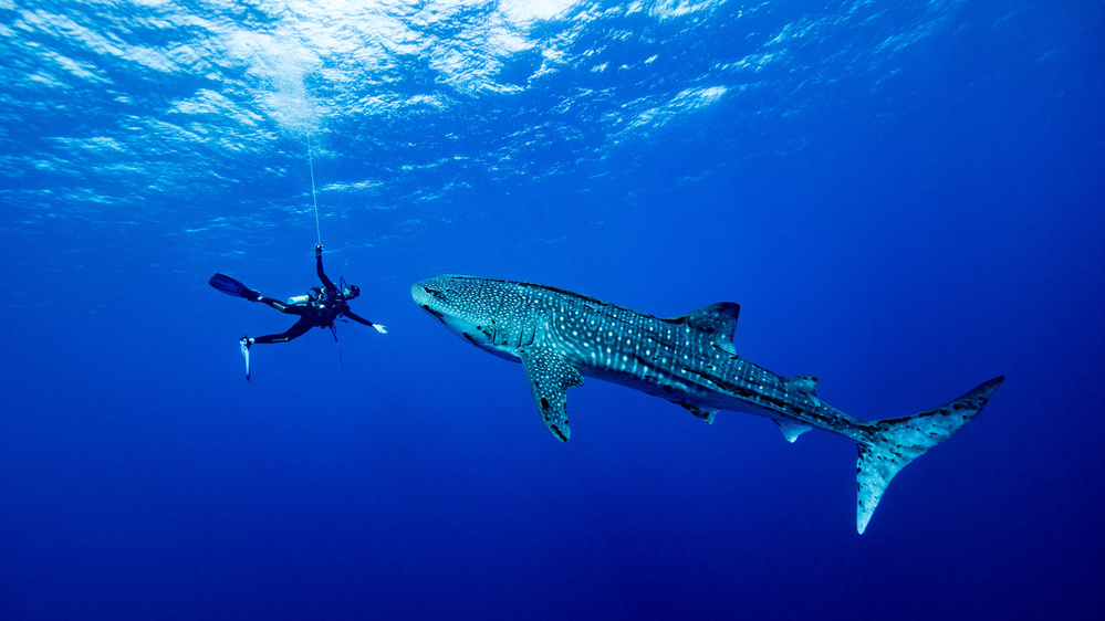 Playing with the Whale Shark a Thomas Marti