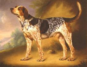 Richard Strachey's Hound 'Glancer'