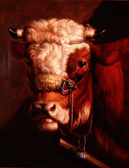 Portrait of a Bull's Head a Thomas Sidney Cooper