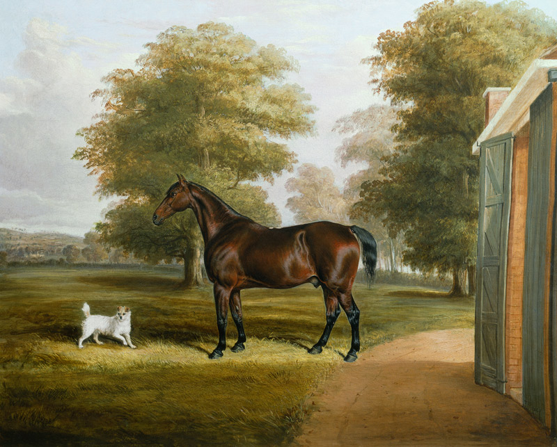 A Bay Horse with a Terrier a Thomas W. Bretland