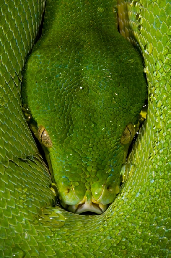 Morelia viridis - Green Tree Python a Thor Hakonsen