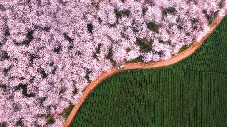 The road of flower