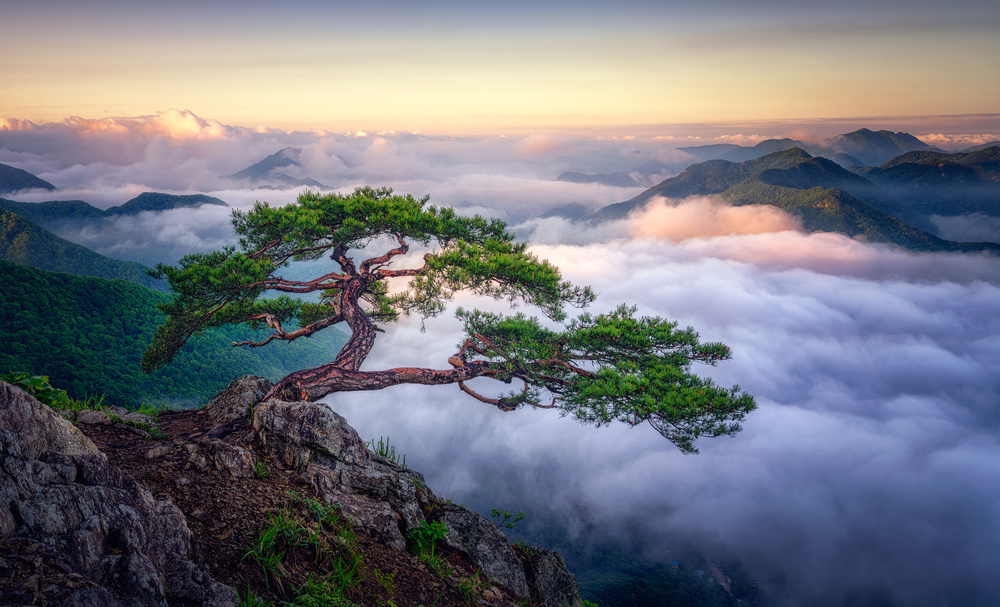On the rock a Tiger Seo