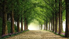 Metasequoia Road