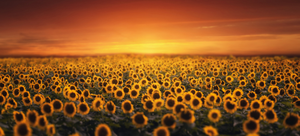 Sunset on Sunflower field a Tiger Seo