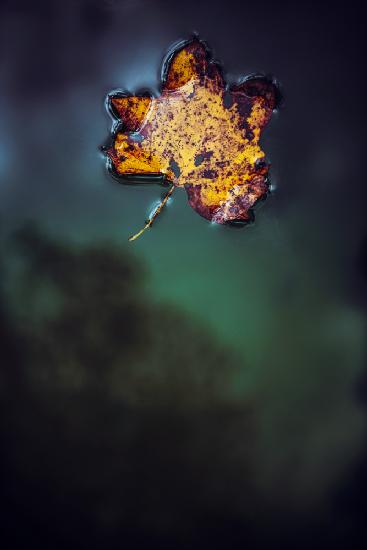 Leaf on Water