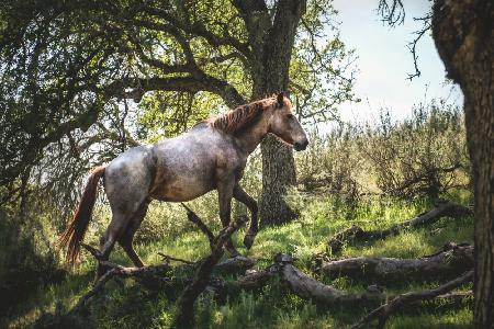 Hillside Horse