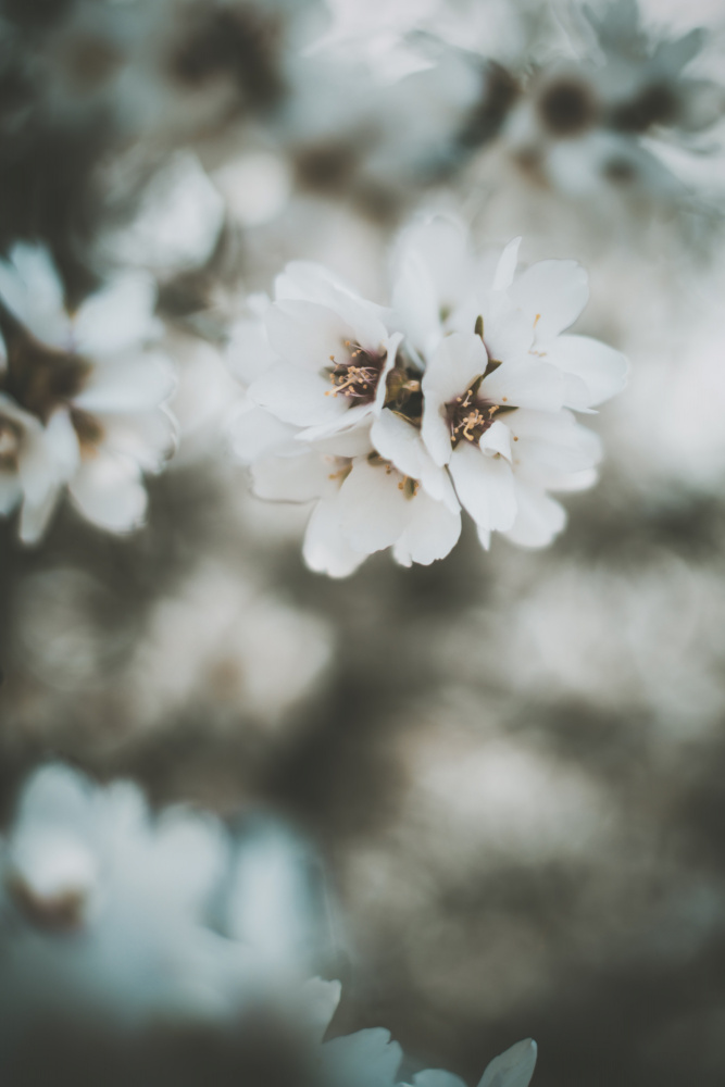 Almond Blossoms a Tim Mossholder