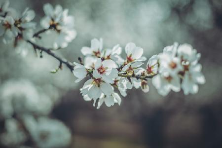 Almond Blossoms