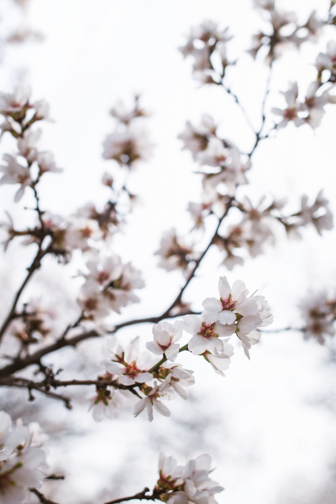 Almond Blossoms a Tim Mossholder