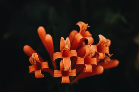 Orange Flowers