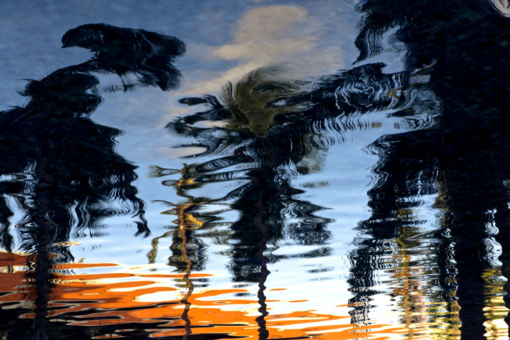 Palm Reflections a Tim Mossholder