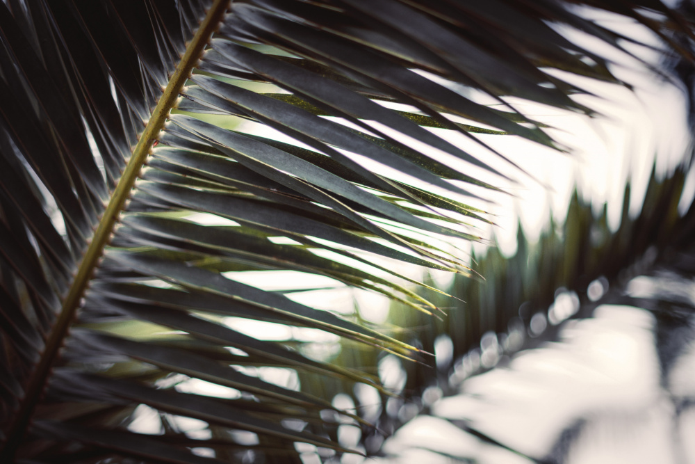 Palm Branches a Tim Mossholder