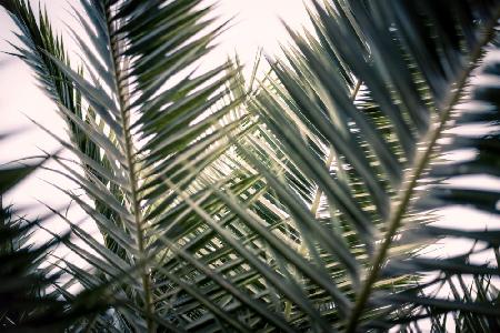 Palm Branches