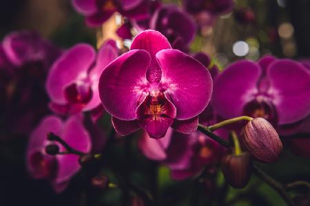 Hot Pink Orchid