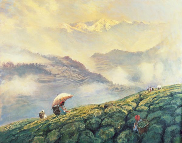 Tea Picking, Darjeeling, India, 1999 (oil on canvas)  a Tim  Scott Bolton