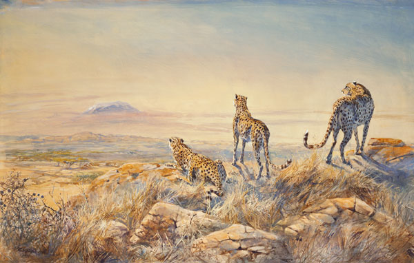 Cheetah with Kilimanjaro in the background, 1991 (w/c)  a Tim  Scott Bolton