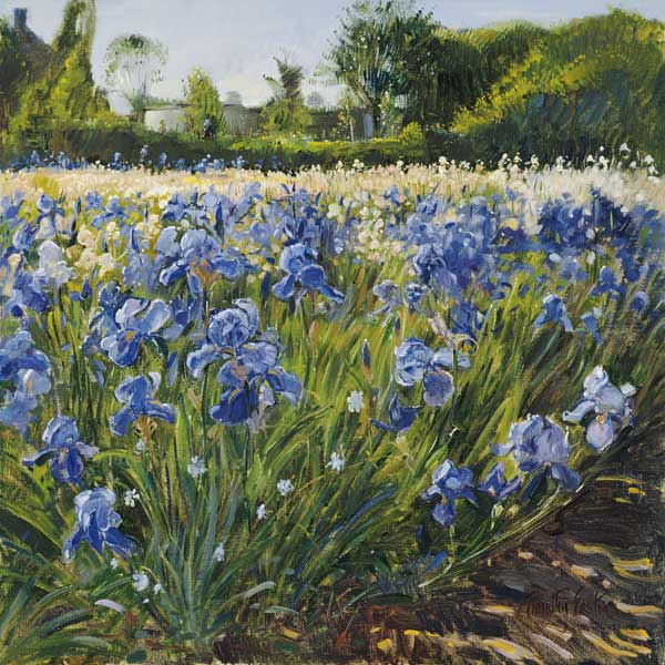 Above the Blue Irises (oil on canvas)  a Timothy  Easton