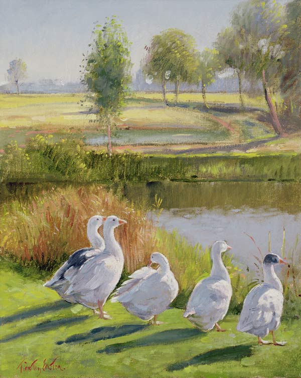 Gooseguard (oil on canvas)  a Timothy  Easton