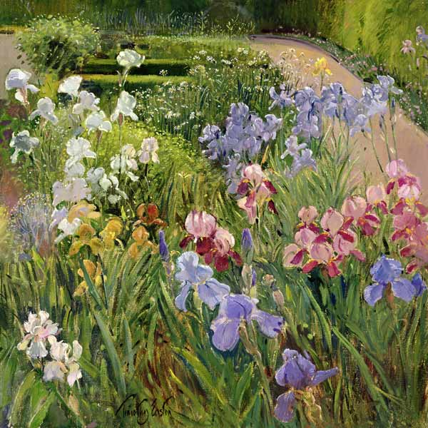 Irises at Bedfield (oil on canvas)  a Timothy  Easton