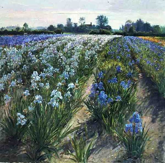 Blue and White Irises, Wortham (oil on canvas)  a Timothy  Easton
