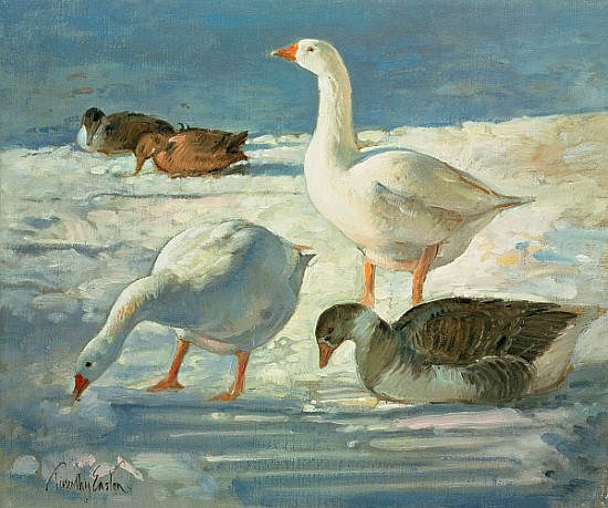 Geese and Mallards, 2000 (oil on canvas)  a Timothy  Easton
