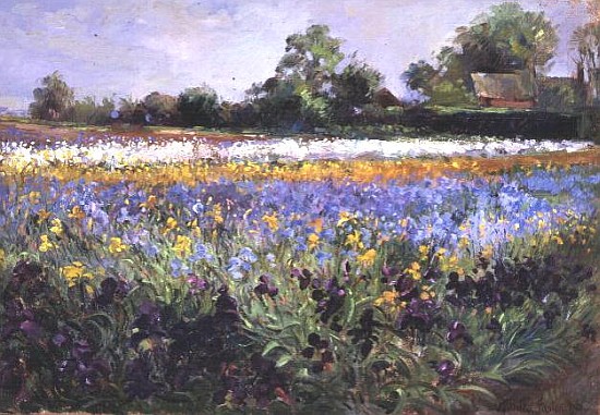 Iris Field and Two Cottages  a Timothy  Easton