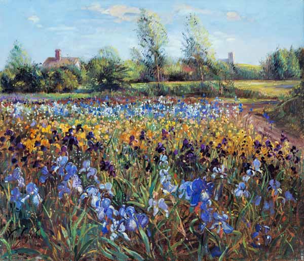 Irises and Burgate Green (oil on canvas)  a Timothy  Easton