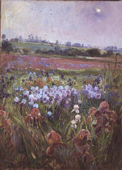 Irises and Emerging Sun a Timothy  Easton