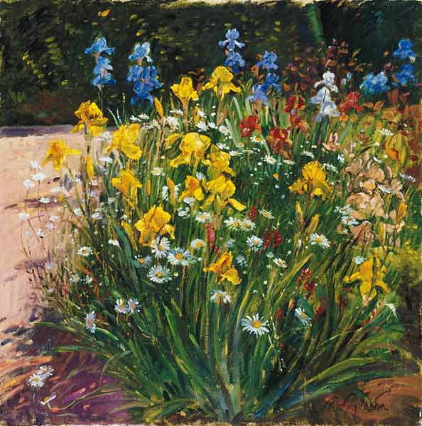 Oxeye Daisies Against the Irises (oil on canvas)  a Timothy  Easton