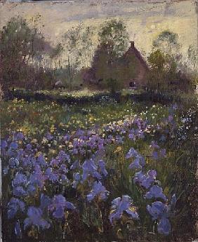 Iris Field at Nightfall, 1995 