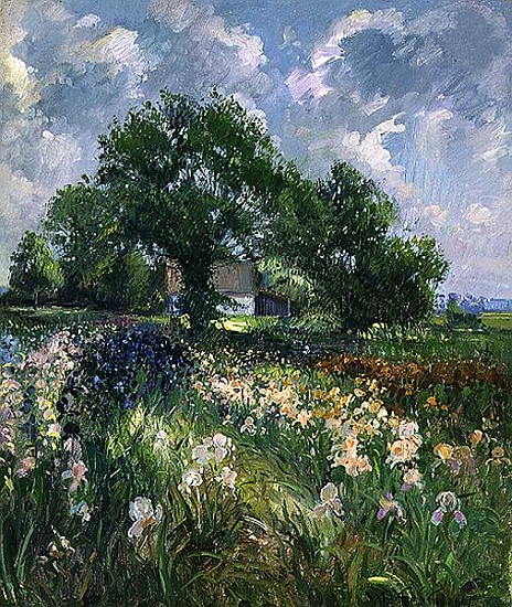 White Barn and Iris Field, 1992  a Timothy  Easton