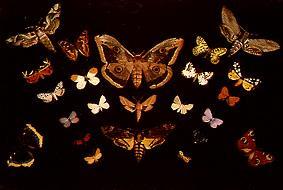 The butterflies a Tivadar Csontváry-Kosztka