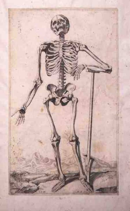 Anatomical study a Tiziano (alias Tiziano Vercellio)
