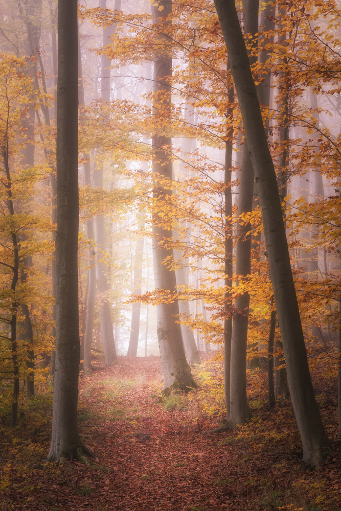 Autumn Woodland in Fog a Tobias Luxberg