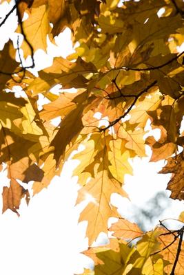 Eichenbaum mit bunten Blättern im Herbst a Tobias Ott